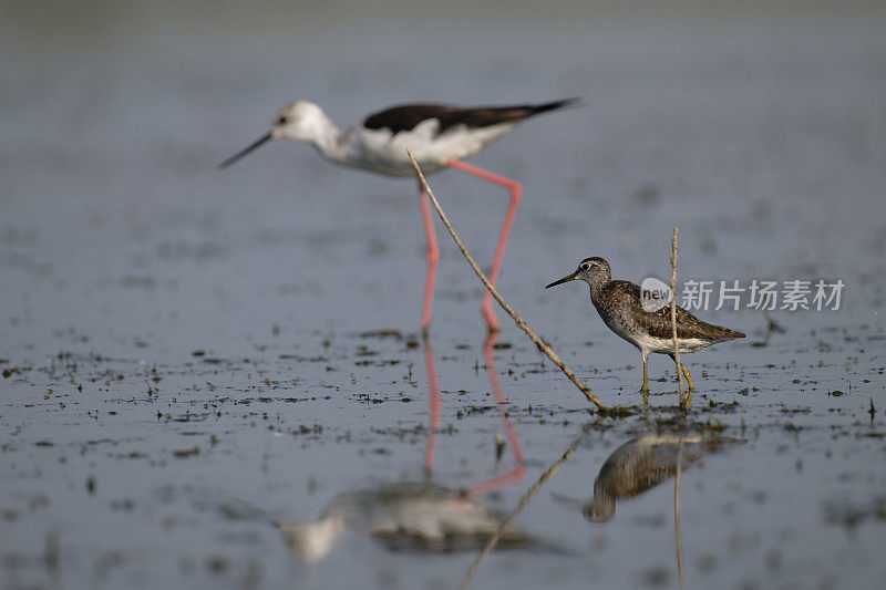 木鹬(Tringa glareola)